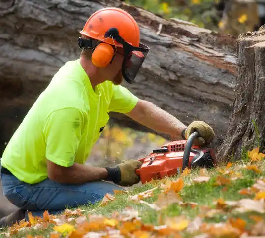 tree services Jackson Heights